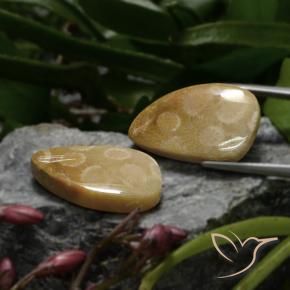 Shop natural 23.04ct マルチカラー 化石サンゴ gems, ファンシー, from インドネシア at GemSelect. In stock, global shipping!