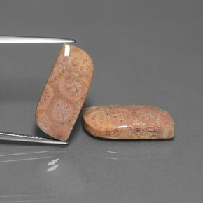 自然派の商品を探す ct マルチカラー 化石サンゴ 宝石, ファンシーシェイプ, インドネシア からGemSelectで. 在庫あり、世界各国へ発送!