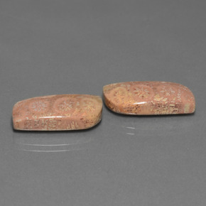 自然派の商品を探す ct マルチカラー 化石サンゴ 宝石, ファンシーシェイプ, インドネシア からGemSelectで. 在庫あり、世界各国へ発送!