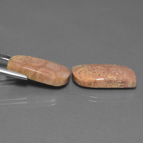 自然派の商品を探す ct マルチカラー 化石サンゴ 宝石, ファンシーシェイプ, インドネシア からGemSelectで. 在庫あり、世界各国へ発送!