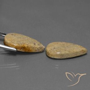 Shop natural 17.13ct マルチカラー 化石サンゴ gems, 洋梨の形, from インドネシア at GemSelect. In stock, global shipping!