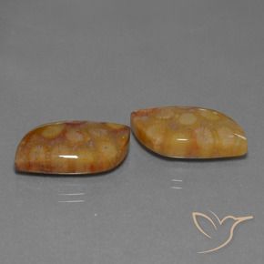 Shop natural 24.93ct マルチカラー 化石サンゴ gems, ファンシー, from インドネシア at GemSelect. In stock, global shipping!