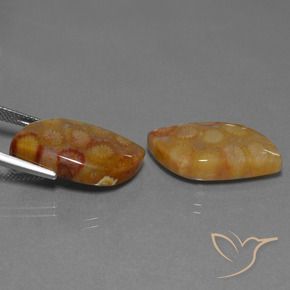 Shop natural 24.93ct マルチカラー 化石サンゴ gems, ファンシー, from インドネシア at GemSelect. In stock, global shipping!