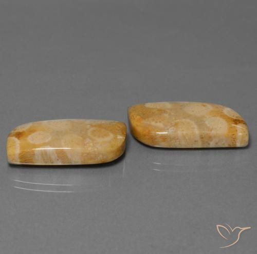 Shop natural 28.64ct マルチカラー 化石サンゴ gems, ファンシー, from インドネシア at GemSelect. In stock, global shipping!