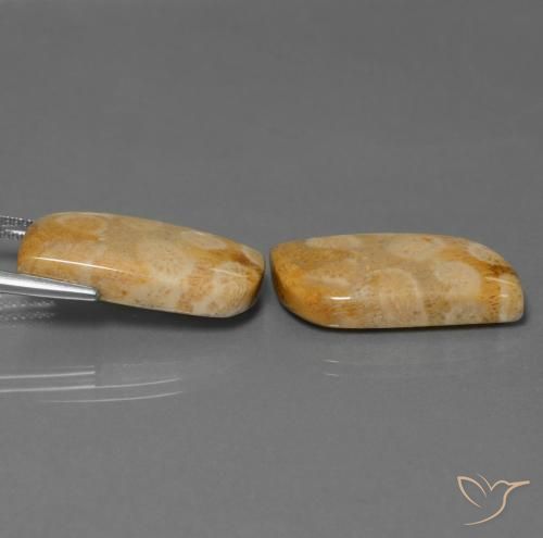 Shop natural 28.64ct マルチカラー 化石サンゴ gems, ファンシー, from インドネシア at GemSelect. In stock, global shipping!