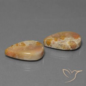 Shop natural 27.92ct マルチカラー 化石サンゴ gems, 洋梨の形, from インドネシア at GemSelect. In stock, global shipping!