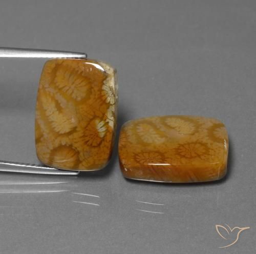 Shop natural 22.85ct マルチカラー 化石サンゴ gems, クッション, from インドネシア at GemSelect. In stock, global shipping!
