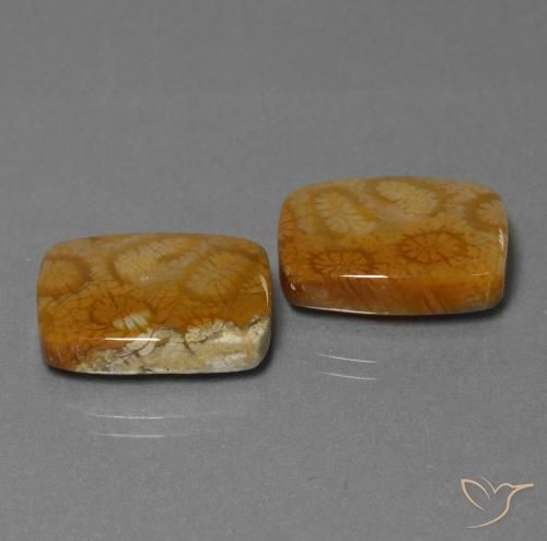 Shop natural 22.85ct マルチカラー 化石サンゴ gems, クッション, from インドネシア at GemSelect. In stock, global shipping!