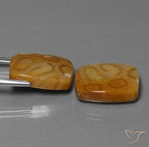 Shop natural 22.85ct マルチカラー 化石サンゴ gems, クッション, from インドネシア at GemSelect. In stock, global shipping!