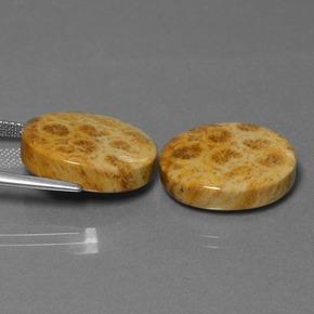 自然派の商品を探す ct マルチカラー 化石サンゴ 宝石, オーバルカット, インドネシア からGemSelectで. 在庫あり、世界各国へ発送!