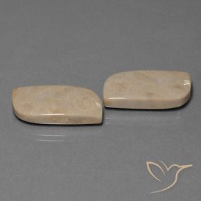 Shop natural 28.39ct マルチカラー 化石サンゴ gems, ファンシー, from インドネシア at GemSelect. In stock, global shipping!