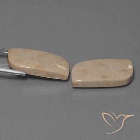 Shop natural 28.39ct マルチカラー 化石サンゴ gems, ファンシー, from インドネシア at GemSelect. In stock, global shipping!