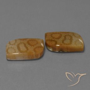 Shop natural 22.52ct マルチカラー 化石サンゴ gems, ファンシー, from インドネシア at GemSelect. In stock, global shipping!