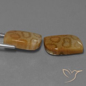 Shop natural 22.52ct マルチカラー 化石サンゴ gems, ファンシー, from インドネシア at GemSelect. In stock, global shipping!