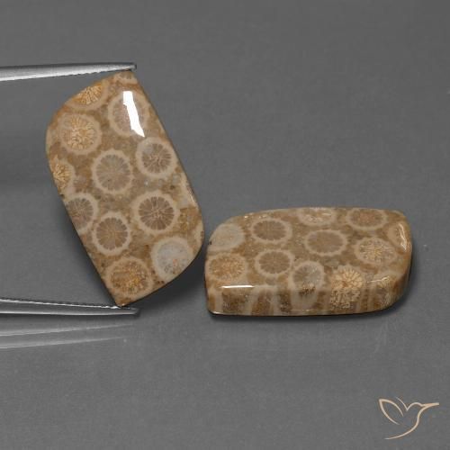 Shop natural 34.47ct マルチカラー 化石サンゴ gems, ファンシー, from インドネシア at GemSelect. In stock, global shipping!