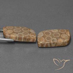 Shop natural 34.47ct マルチカラー 化石サンゴ gems, ファンシー, from インドネシア at GemSelect. In stock, global shipping!