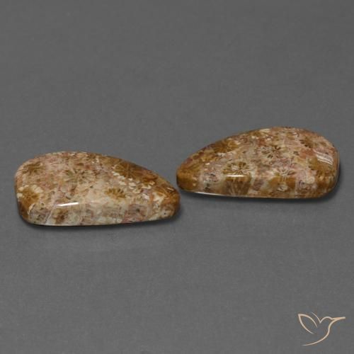Shop natural 16.75ct マルチカラー 化石サンゴ gems, ファンシー, from インドネシア at GemSelect. In stock, global shipping!
