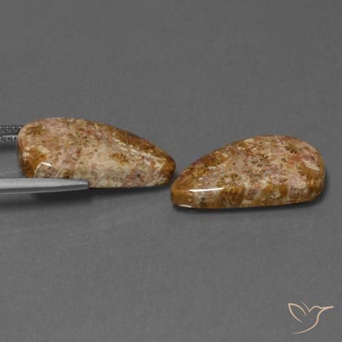 Shop natural 16.75ct マルチカラー 化石サンゴ gems, ファンシー, from インドネシア at GemSelect. In stock, global shipping!