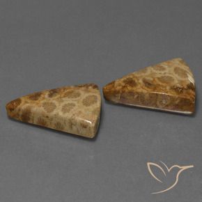 Shop natural 29.28ct マルチカラー 化石サンゴ gems, トリリオン, from インドネシア at GemSelect. In stock, global shipping!