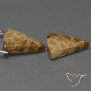 Shop natural 29.28ct マルチカラー 化石サンゴ gems, トリリオン, from インドネシア at GemSelect. In stock, global shipping!