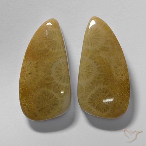 Shop natural 20.19ct マルチカラー 化石サンゴ gems, ファンシー, from インドネシア at GemSelect. In stock, global shipping!
