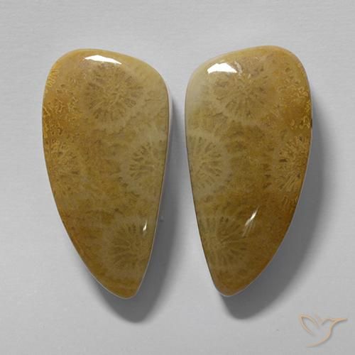 Shop natural 20.19ct マルチカラー 化石サンゴ gems, ファンシー, from インドネシア at GemSelect. In stock, global shipping!