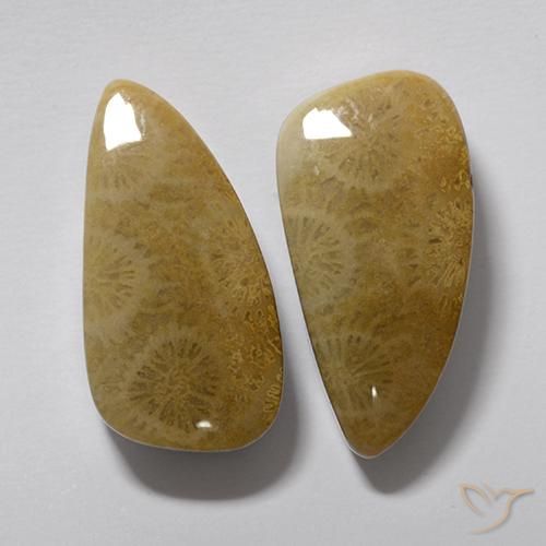 Shop natural 20.19ct マルチカラー 化石サンゴ gems, ファンシー, from インドネシア at GemSelect. In stock, global shipping!