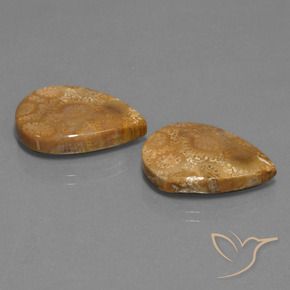 Shop natural 21.78ct マルチカラー 化石サンゴ gems, 洋梨の形, from インドネシア at GemSelect. In stock, global shipping!