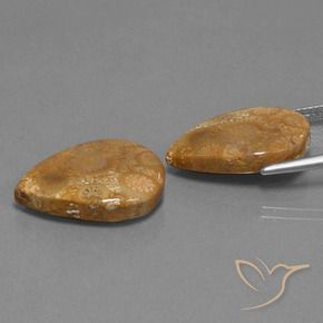 Shop natural 21.78ct マルチカラー 化石サンゴ gems, 洋梨の形, from インドネシア at GemSelect. In stock, global shipping!