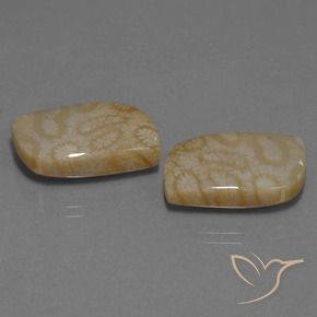 Shop natural 25.76ct マルチカラー 化石サンゴ gems, ファンシー, from インドネシア at GemSelect. In stock, global shipping!