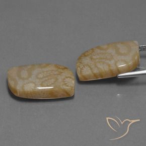Shop natural 25.76ct マルチカラー 化石サンゴ gems, ファンシー, from インドネシア at GemSelect. In stock, global shipping!