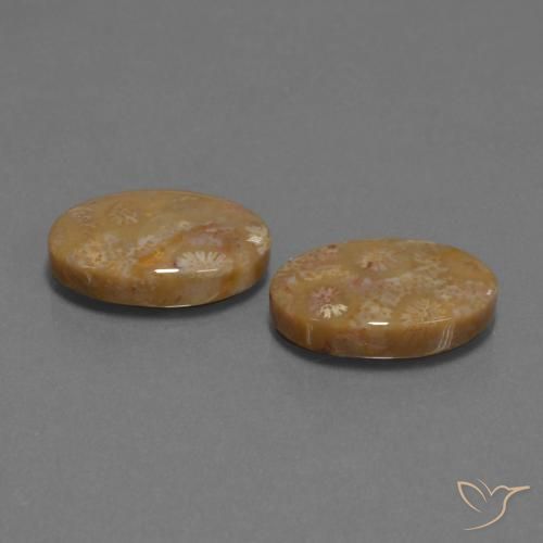 Shop natural 15.40ct マルチカラー 化石サンゴ gems, 楕円形, from インドネシア at GemSelect. In stock, global shipping!