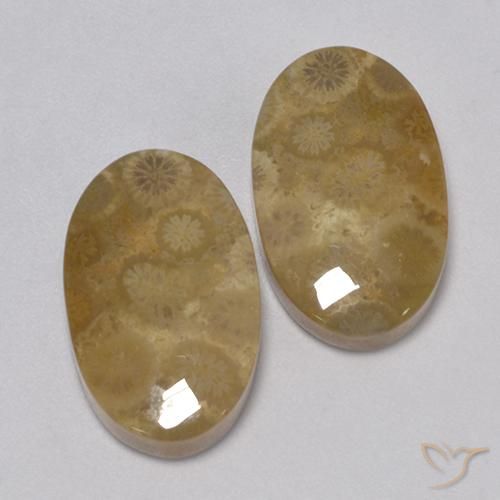 Shop natural 24.67ct マルチカラー 化石サンゴ gems, 楕円形, from インドネシア at GemSelect. In stock, global shipping!