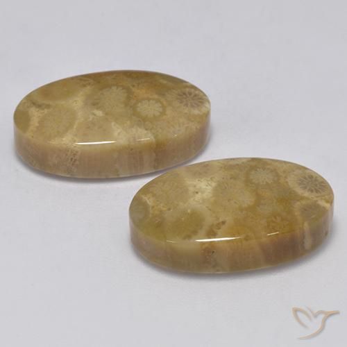 Shop natural 24.67ct マルチカラー 化石サンゴ gems, 楕円形, from インドネシア at GemSelect. In stock, global shipping!