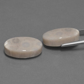 自然派の商品を探す ct マルチカラー 化石サンゴ 宝石, オーバルカット, インドネシア からGemSelectで. 在庫あり、世界各国へ発送!