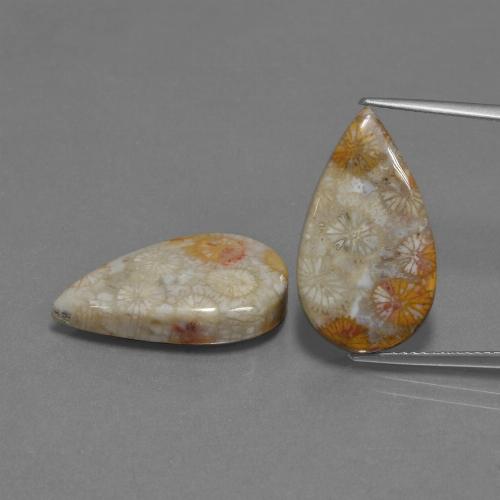 自然派の商品を探す 18.07ct マルチカラー 化石サンゴ 宝石, 洋梨の形, インドネシア からGemSelectで. 在庫あり、世界各国へ発送!