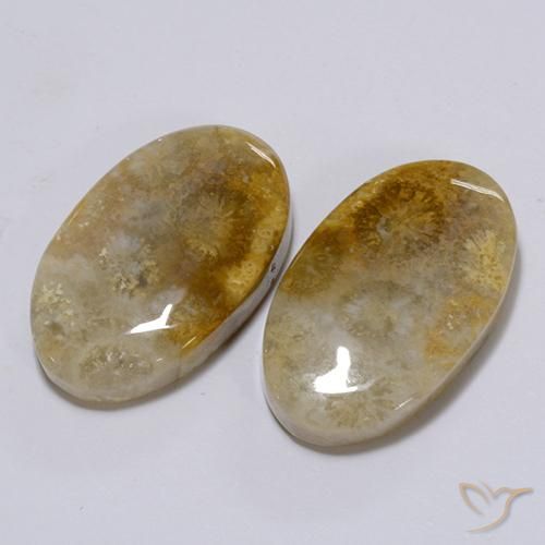 Shop natural 26.28ct マルチカラー 化石サンゴ gems, 楕円形, from インドネシア at GemSelect. In stock, global shipping!
