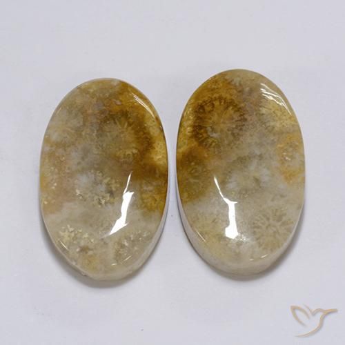 Shop natural 26.28ct マルチカラー 化石サンゴ gems, 楕円形, from インドネシア at GemSelect. In stock, global shipping!