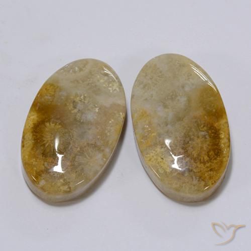 Shop natural 26.28ct マルチカラー 化石サンゴ gems, 楕円形, from インドネシア at GemSelect. In stock, global shipping!