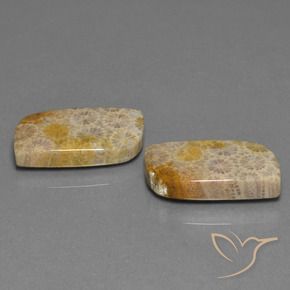 Shop natural 30.44ct マルチカラー 化石サンゴ gems, ファンシー, from インドネシア at GemSelect. In stock, global shipping!