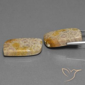 Shop natural 30.44ct マルチカラー 化石サンゴ gems, ファンシー, from インドネシア at GemSelect. In stock, global shipping!