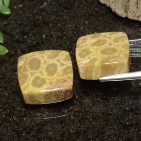 自然派の商品を探す 22.09ct マルチカラー 化石サンゴ 宝石, 四角形, インドネシア からGemSelectで. 在庫あり、世界各国へ発送!