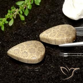 Shop natural 26.61ct マルチカラー 化石サンゴ gems, 洋梨の形, from インドネシア at GemSelect. In stock, global shipping!