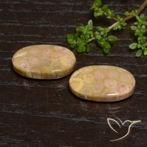 Shop natural 24.57ct マルチカラー 化石サンゴ gems, 楕円形, from インドネシア at GemSelect. In stock, global shipping!
