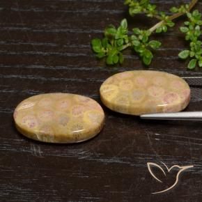 Shop natural 24.57ct マルチカラー 化石サンゴ gems, 楕円形, from インドネシア at GemSelect. In stock, global shipping!