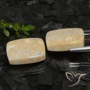 Shop natural 30.12ct マルチカラー 化石サンゴ gems, クッション, from インドネシア at GemSelect. In stock, global shipping!