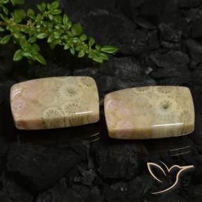 Shop natural 30.12ct マルチカラー 化石サンゴ gems, クッション, from インドネシア at GemSelect. In stock, global shipping!