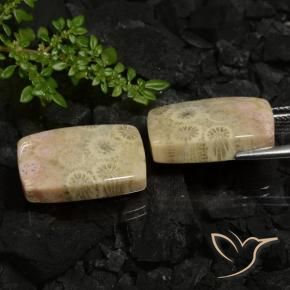 Shop natural 30.12ct マルチカラー 化石サンゴ gems, クッション, from インドネシア at GemSelect. In stock, global shipping!
