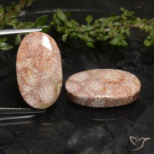 Shop natural 19.81ct マルチカラー 化石サンゴ gems, 楕円形, from インドネシア at GemSelect. In stock, global shipping!
