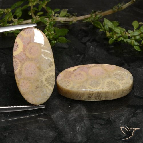 Shop natural 27.43ct マルチカラー 化石サンゴ gems, 楕円形, from インドネシア at GemSelect. In stock, global shipping!